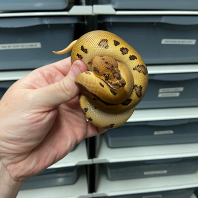 Leopard, Orange Dream, Redstripe, Clown Ball Python - female for sale from Strike Constrictors