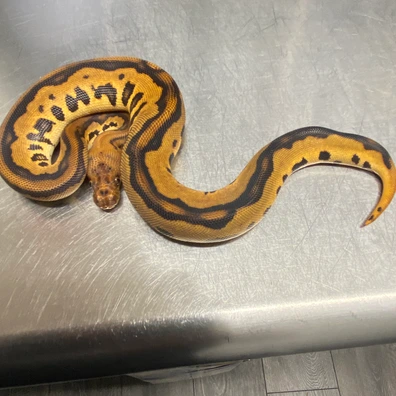 Stranger, Redstripe, Orange Dream, Leopard,Clown Ball Python - female for sale from Strike Constrictors