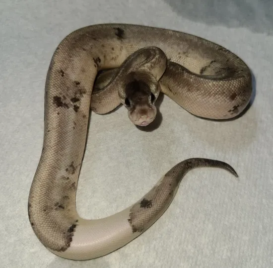 Sterling Urban Camo Poss Special Ball Python by Cone Reptiles