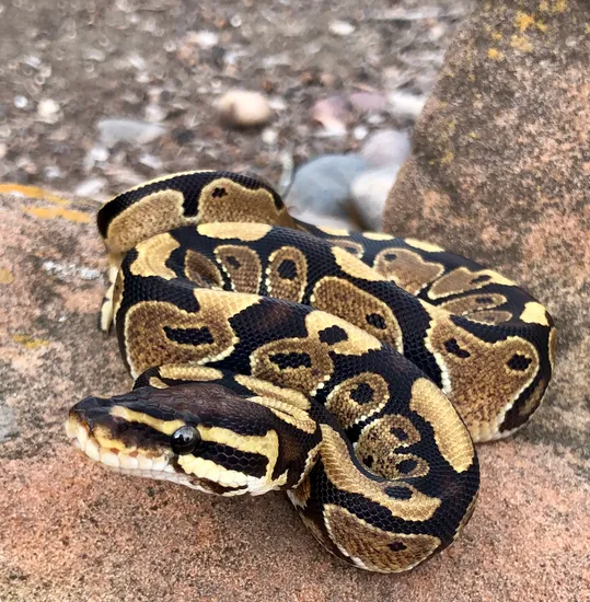 Vanilla Ball Python by Snakes to the Max