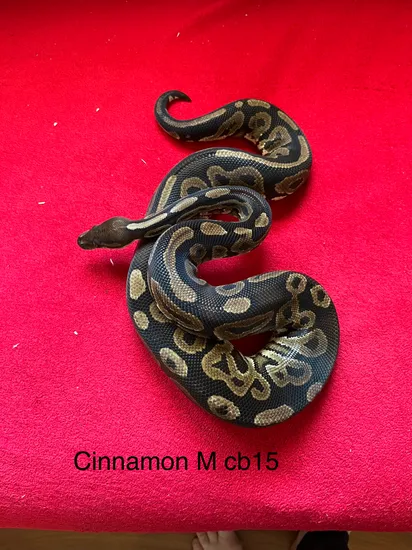 Cinnamon Ball Python by Barry Welsh Royals
