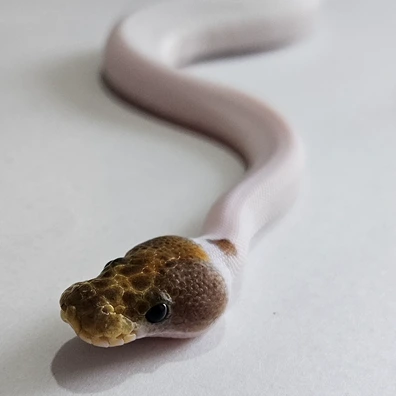 Bongo Special Mojave Clown Pied