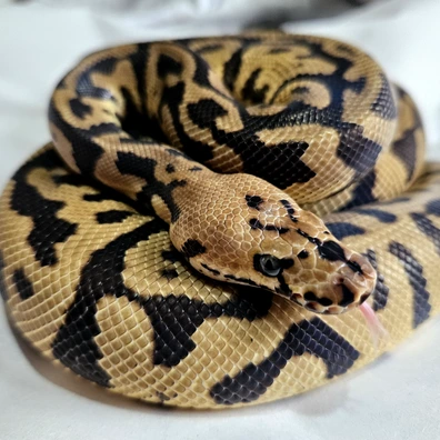Spotnose Confusion Clown Ball Python - male for sale from Stu's-ball-pythons