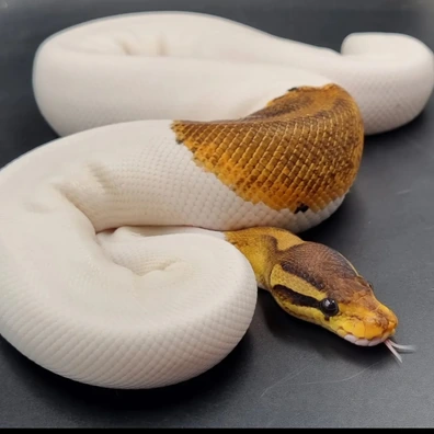 Cinnamon Enchi Pied Ball Python - female for sale from Stu's-ball-pythons