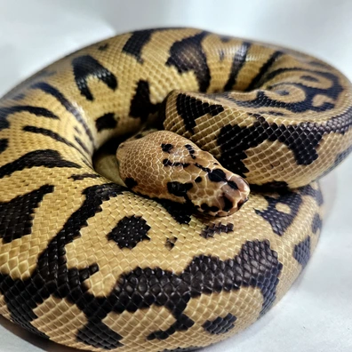 Confusion Spotnose Clown Ball Python - male for sale from Stu's-ball-pythons