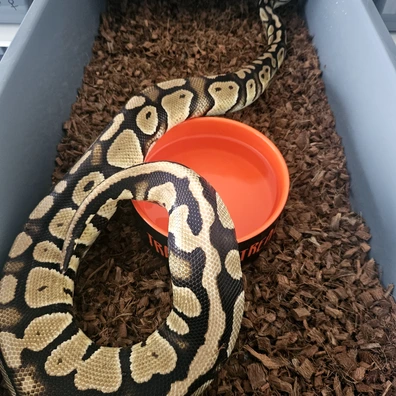 Pastel 100% Double Het Clown Pied Ball Python - female for sale from Stu's-ball-pythons