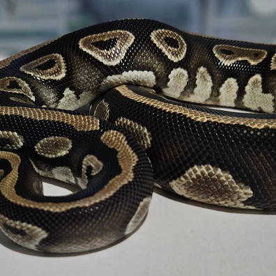 Mahogany 100% Dh Clown Pied Ball Python - female for sale from Stu's-ball-pythons