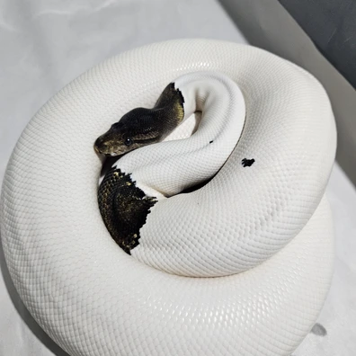 Cinnamon Pied (4-5kg) Ball Python - female for sale from Stu's-ball-pythons