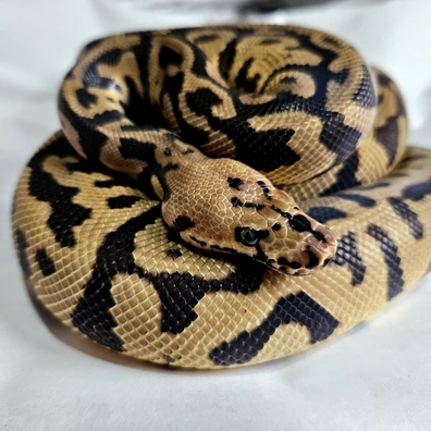 Spotnose Confusion Clown Ball Python - male for sale from Stu's-ball-pythons