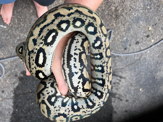 Ocelot 50% Albino Reticulated Python by NoShoulders Reticulated Pythons