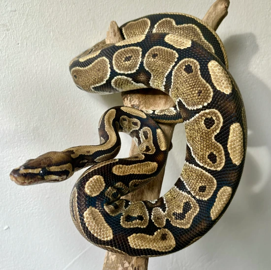 Normal (Possible Het Pied) Ball Python by Sunfire Scales OC