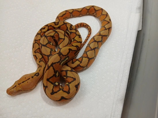 2025 Female Indo Caramel Sun Reticulated Python by Sunglow Serpents ...