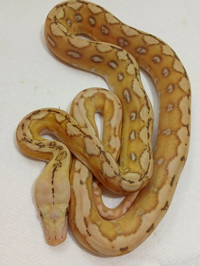 2025 Marble Indo Caramel Tiger 50% Hogs Reticulated Python by Sunglow ...