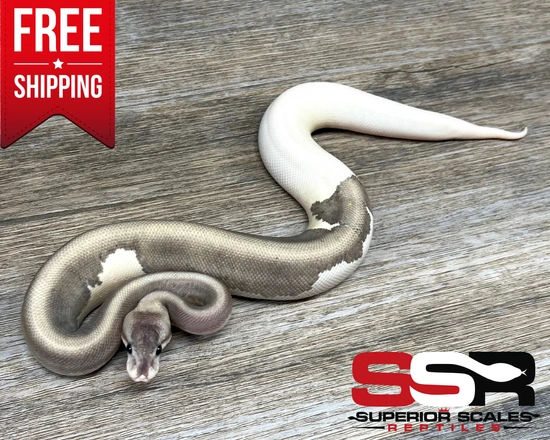 Grey Matter (FREE SHIPPING!!) Ball Python by Superior Scales Reptiles, LLC