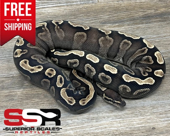 121g Ball Python GHI Mystic (FREE SHIPPING!!) Ball Python by Superior Scales Reptiles, LLC