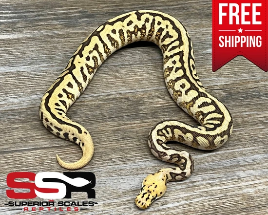POWERBALL! -- Fire/Vanilla Yellowbelly Super Spotnose Clown (FREE ...
