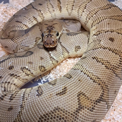 Orange Dream Yellowbelly Hgw Clown Ball Python - female for sale from KR. Royals
