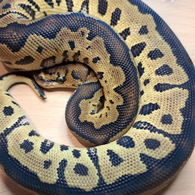 Clown Gravel/yellowbelly Ball Python - male for sale from KR. Royals