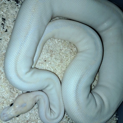 Ivory Leopard Clown Ball Python - unknown for sale from KR. Royals