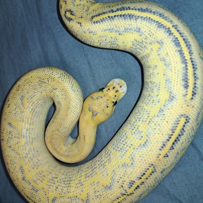 Orangedream Highway Clown Ball Python - male for sale from KR. Royals