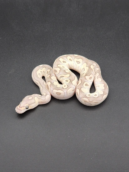 Fire GHI Lesser Clown Ball Python by Morph Mechanics