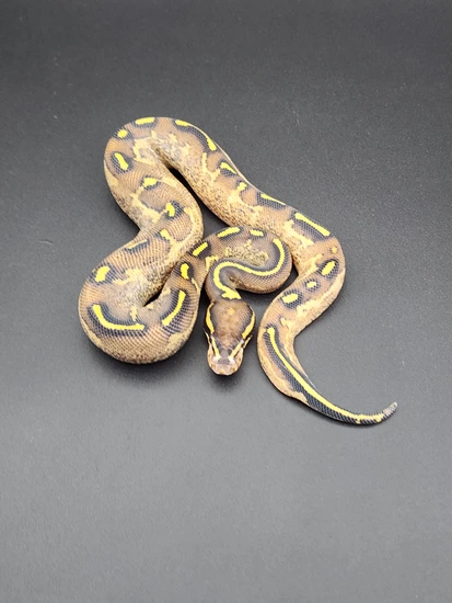 Freeway Ball Python by Morph Mechanics