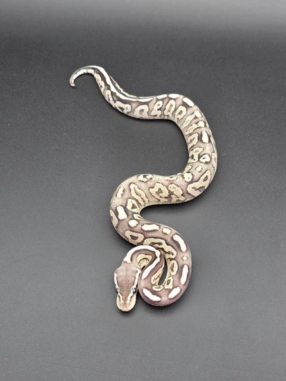 Pewter OD Fire YB/Gravel Het Pied Ball Python by Morph Mechanics