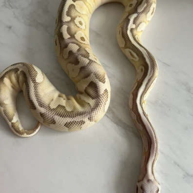 Super Pastel Fire Lesser Het Clown