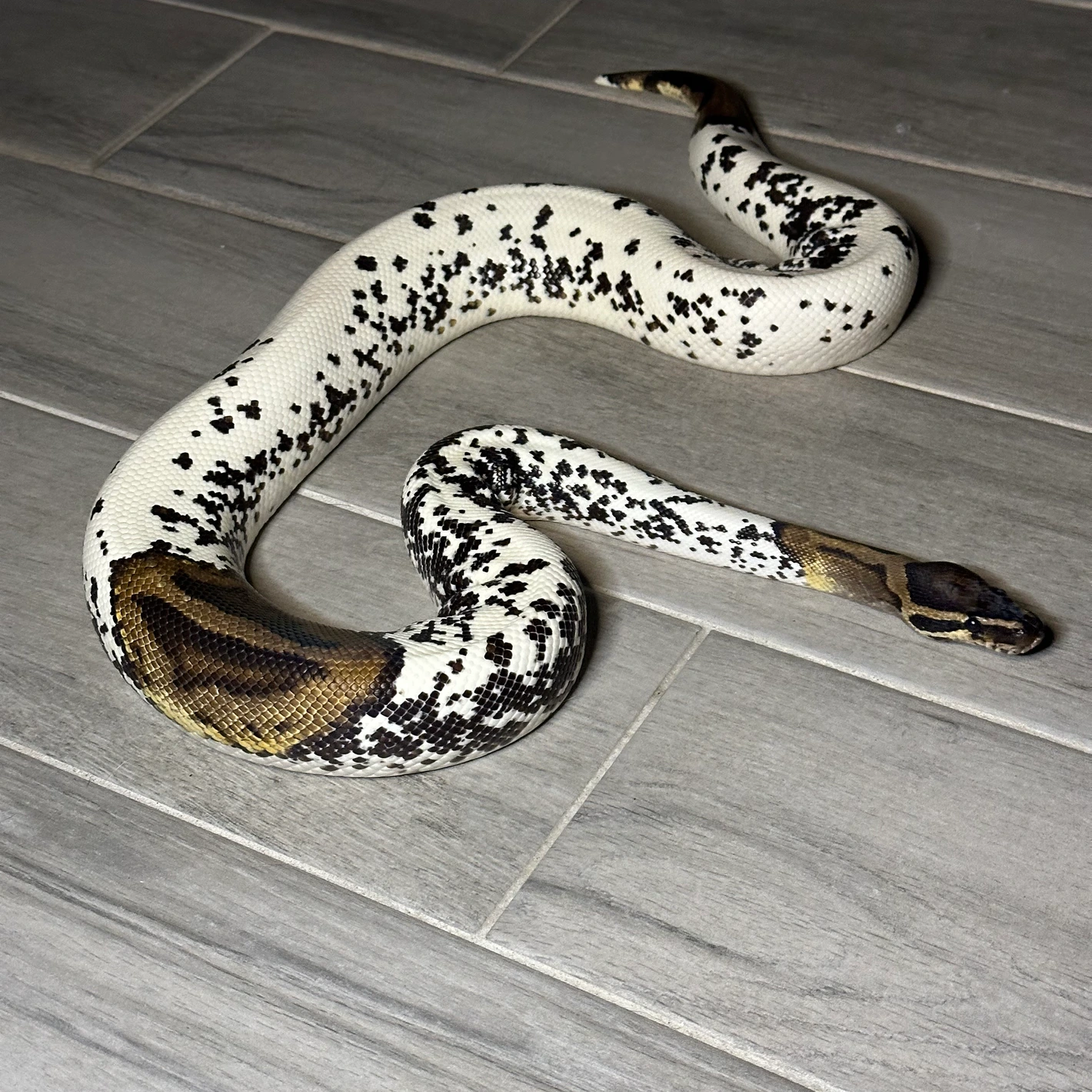 Freckles Ball Python by South West Florida Reptiles