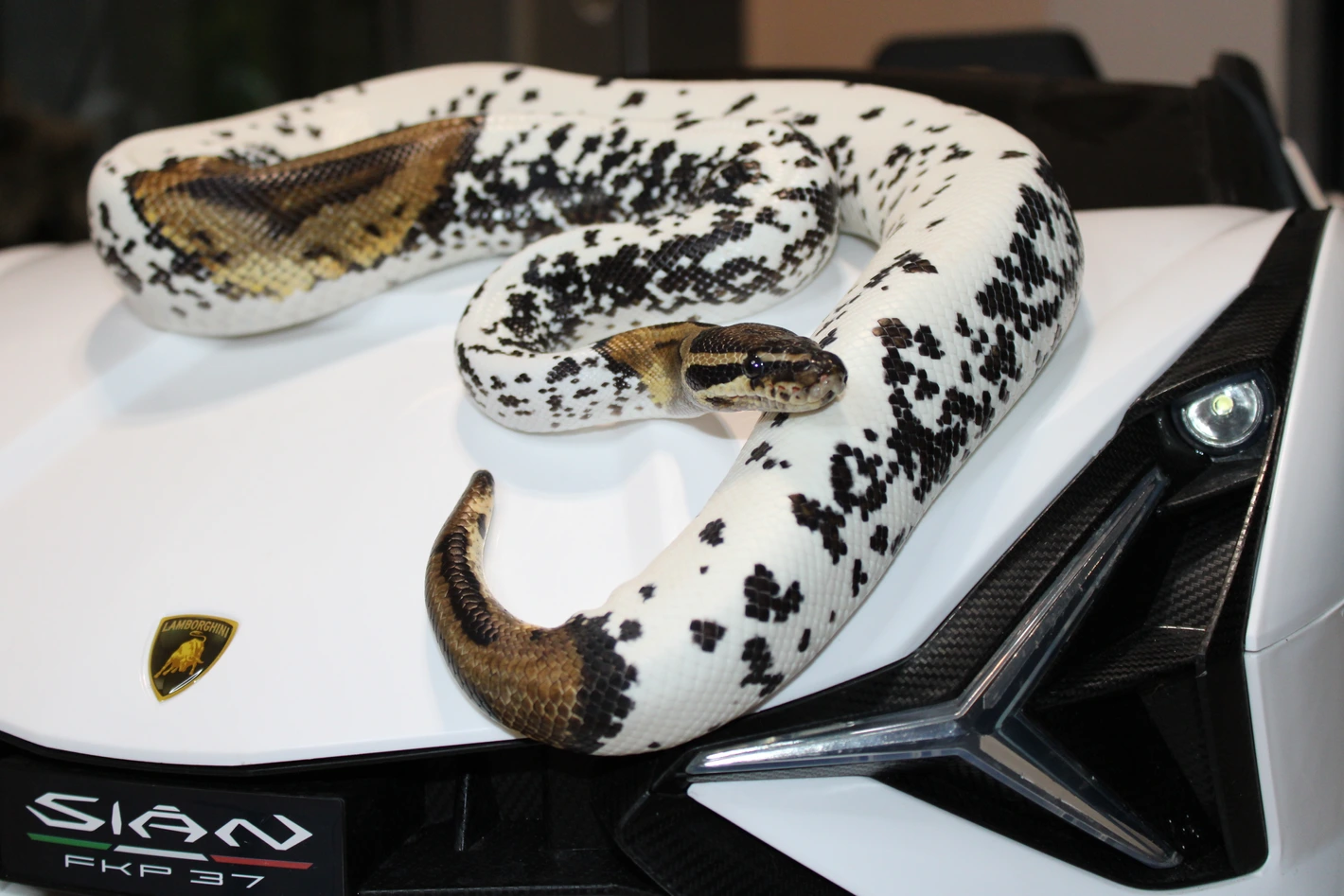 Freckles Ball Python by South West Florida Reptiles