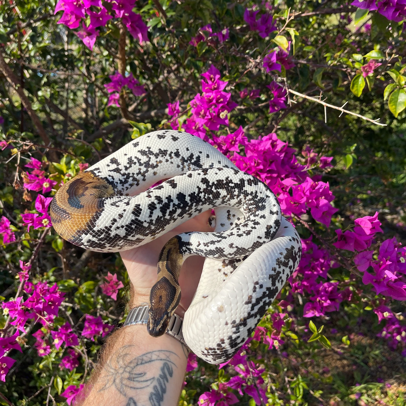 Freckles Ball Python by South West Florida Reptiles