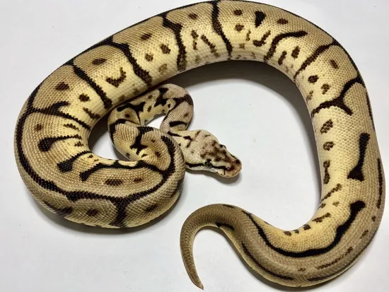 Leopard Spider Ball Python Leopard Pastel Spider Ball Python by Markel Morphs