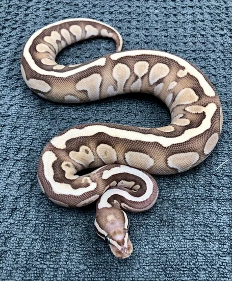 Nucular Ball Python Nuclear Het Scaleless Ball Python by SWReptile