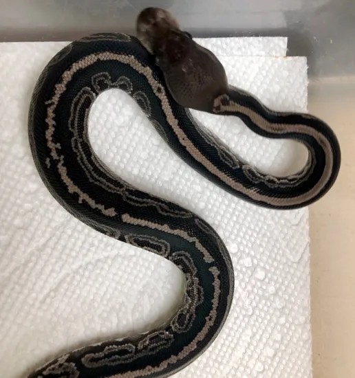 Onyx Ball Python by SWReptile