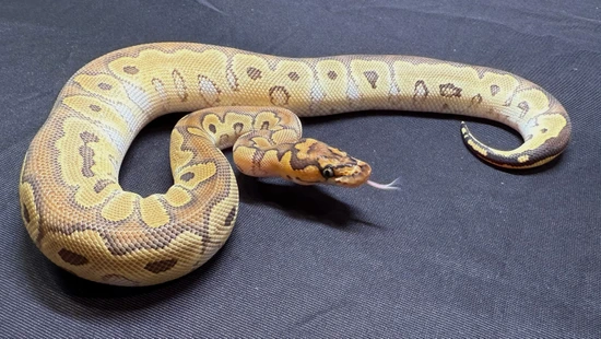 Russo Clown Chunky Girl Ball Python by SWReptile