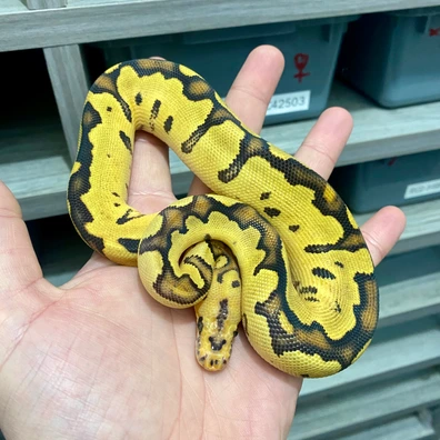 Fire Clown 50% Het Hypo