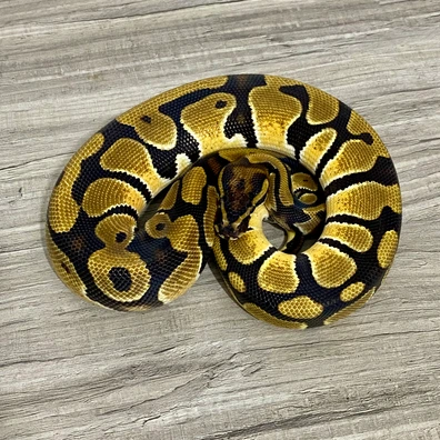 Double Het Desert Ghost Pied 50% Het Cryptic Ball Python - male for sale from Serpent Collective