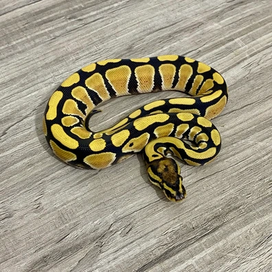 Desert Ghost Het Pied 50% Het Cryptic Ball Python - female for sale from Serpent Collective