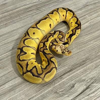 Orange Dream Pastel Clown Ball Python - male for sale from Serpent Collective