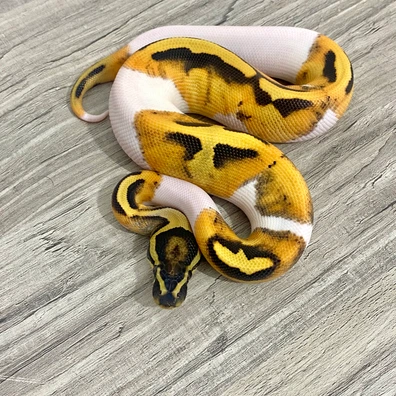 Desert Ghost Pied 50% Het Cryptic Ball Python - male for sale from Serpent Collective