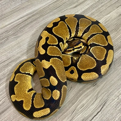 Triple Het Sunset Ultramel Cryptic Ball Python - female for sale from Serpent Collective