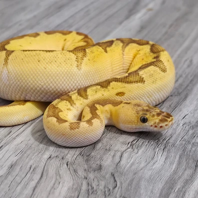 Super Orange Dream Pastel Enchi Sunset Clown Ball Python - female for sale from Serpent Collective
