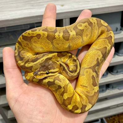 Sunset Ball Python - female for sale from Serpent Collective