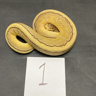 7.8 Lot Of Ph VPI, DG, Hypo