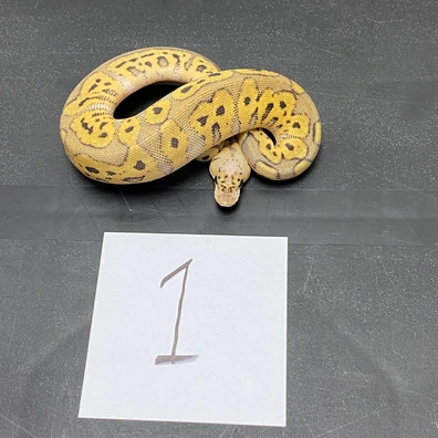 9.5 Lot Of Clown, Ph Clown, VPI, Lavender, G-Stripe