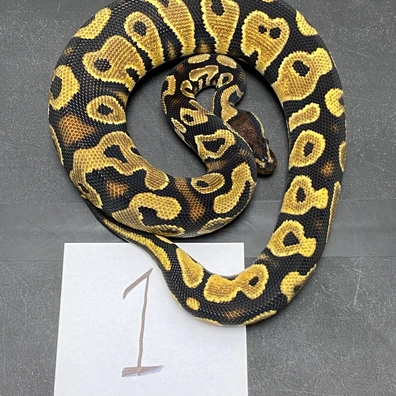 1.4 Lot Of Dh DG Piebald