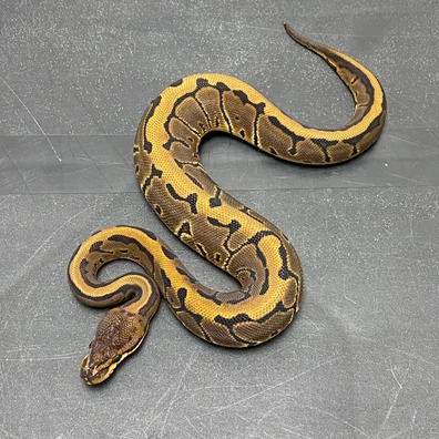 (Super Leopard) Cinnamon Pinstripe 66% Ph VPI Axanthic & Lavender Albino