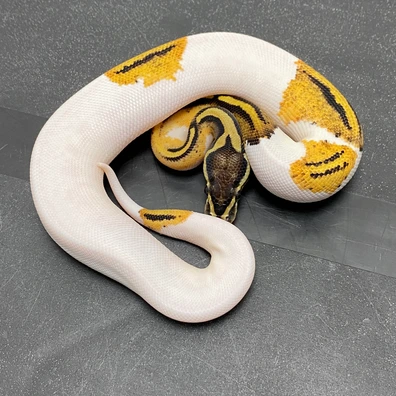 Pastel (OD) YB Piebald 100% Het Desert Ghost