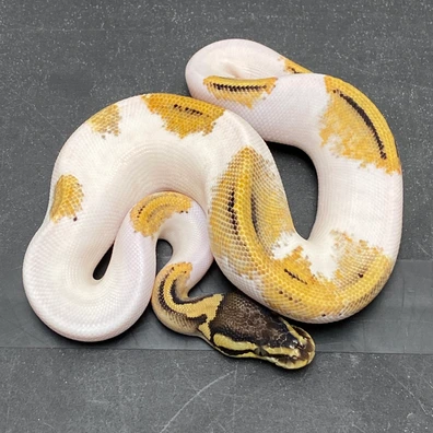 (Super) Pastel (OD) YB Piebald 100% Het Desert Ghost