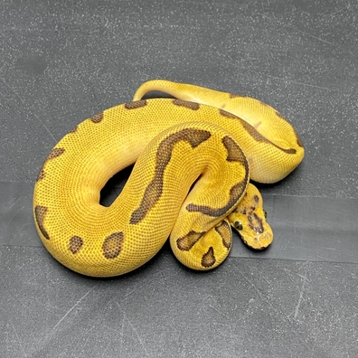 Super Enchi Fire/Vanilla Clown